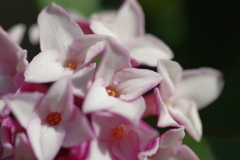 瑞々しい華