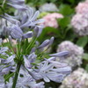 アガパンサスと紫陽花-長居植物園