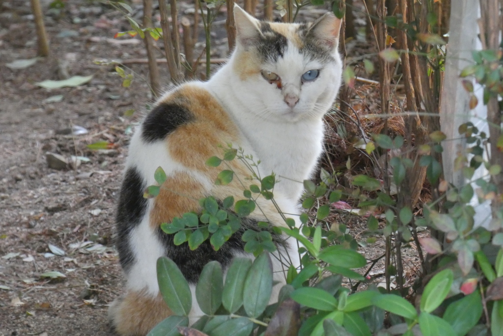 オッドアイの三毛猫