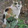 オッドアイの三毛猫
