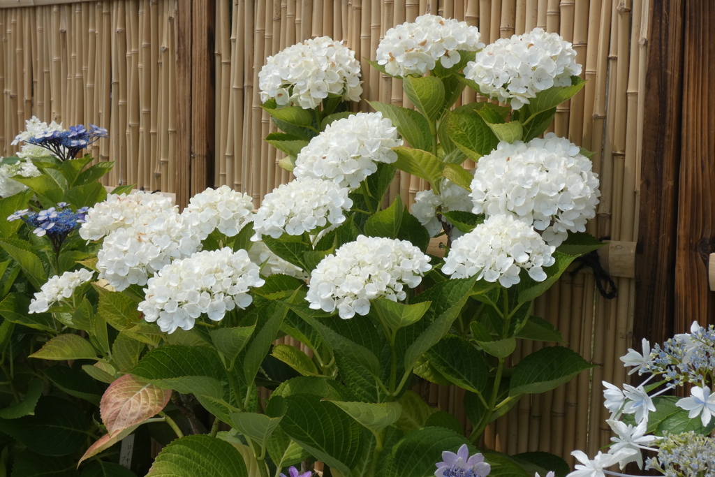 アナベル-長居植物園