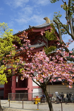 東門の八重桜