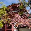 東門の八重桜