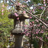 初梅④堀越神社