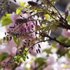 藤と八重桜