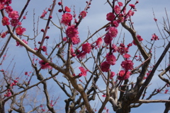 紅梅花