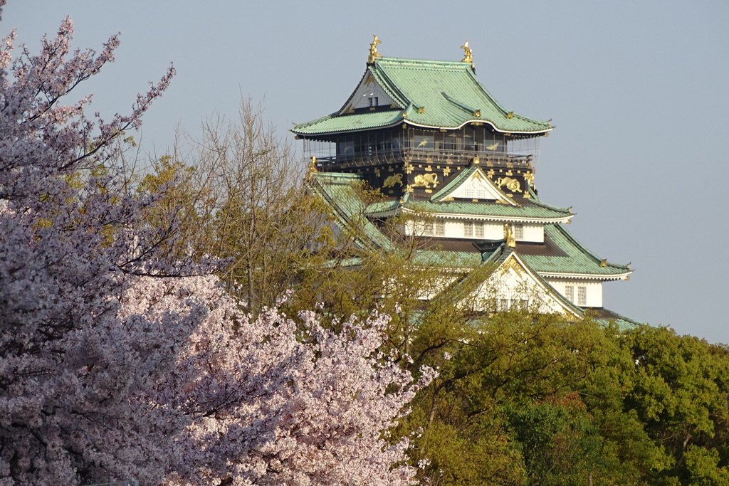 天守閣と桜①