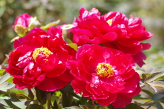 芳紀