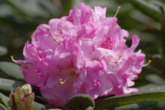 石楠花-長居植物園