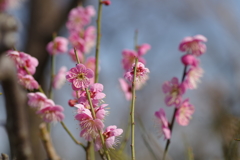 桃梅花