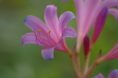 彼岸花の一種⑥