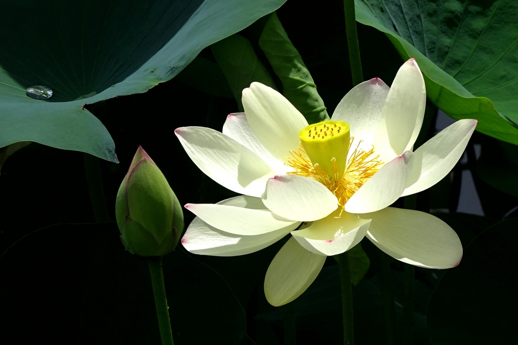 花と蕾