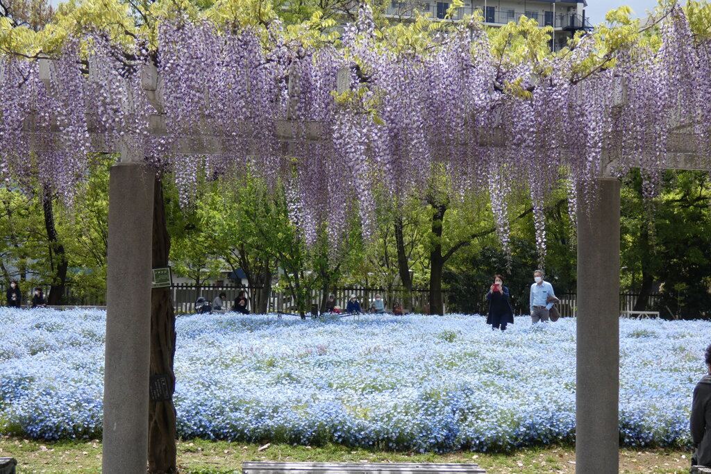 野田藤とネモフィラ-長居植物園