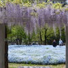 野田藤とネモフィラ-長居植物園