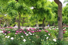 芍薬園