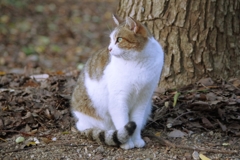 20161202 二代目孤高の猫