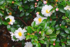 白い山茶花の生垣