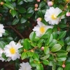 白い山茶花の生垣