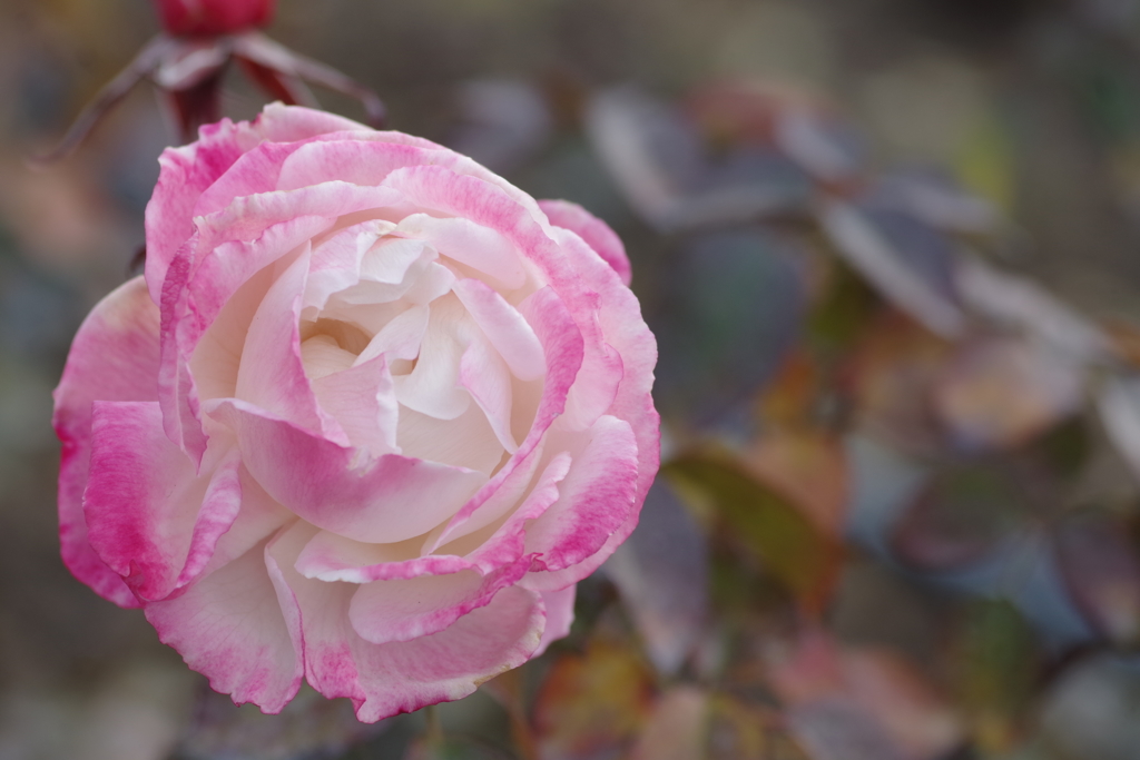大寒薔薇マキシム