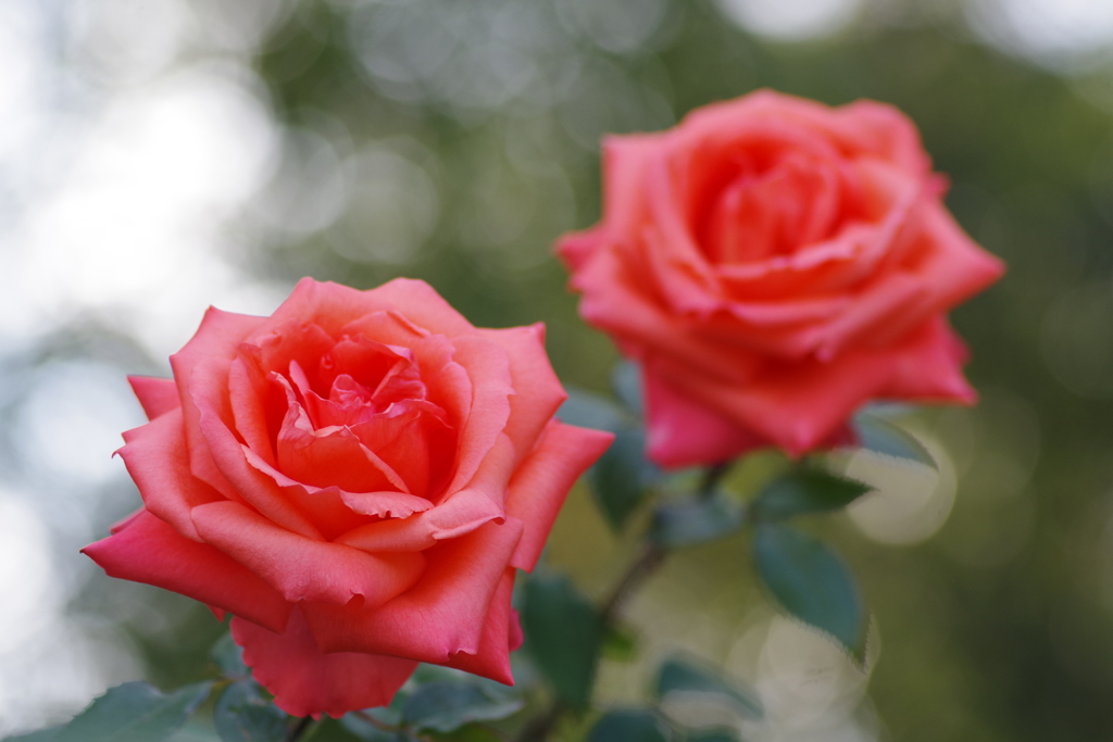 立冬薔薇マリーナ