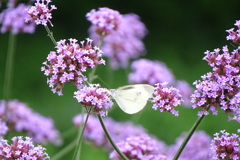 薄紫の中の紋白蝶
