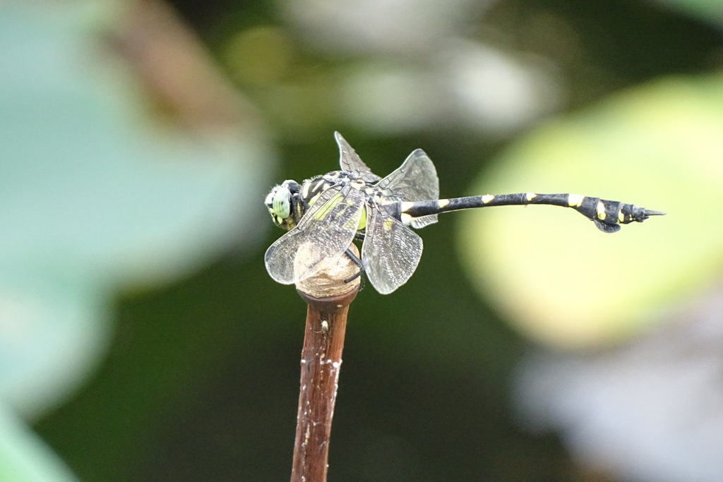 団扇蜻蜓-長居植物園