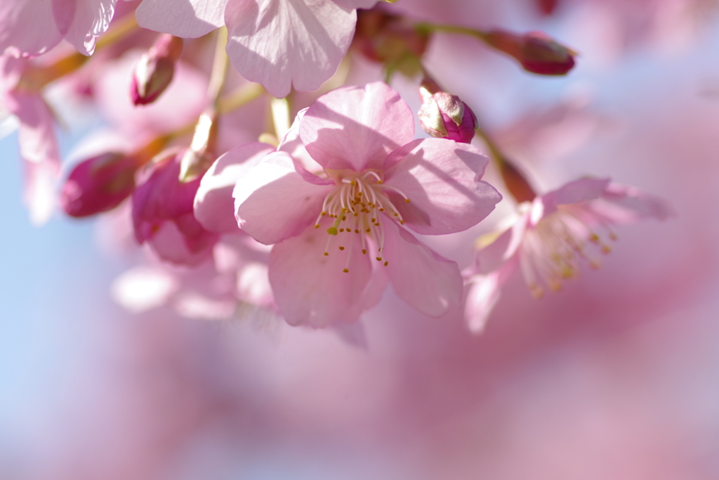 河津桜②