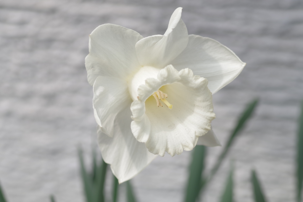 白い花 白水仙