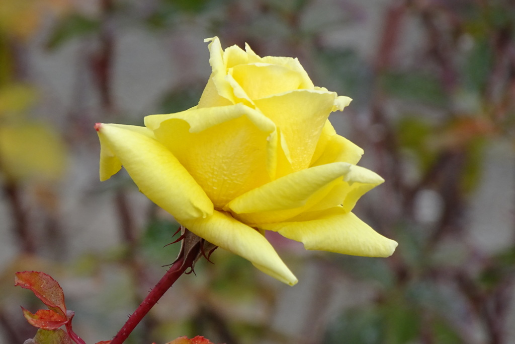 大寒薔薇エンブレム