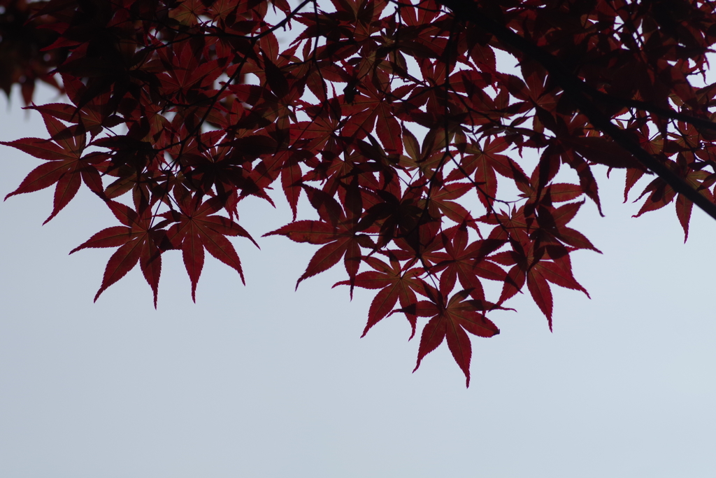 野村紅葉-長居公園