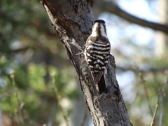 ショートマッシュ