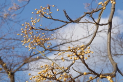 冬雲と栴檀の実