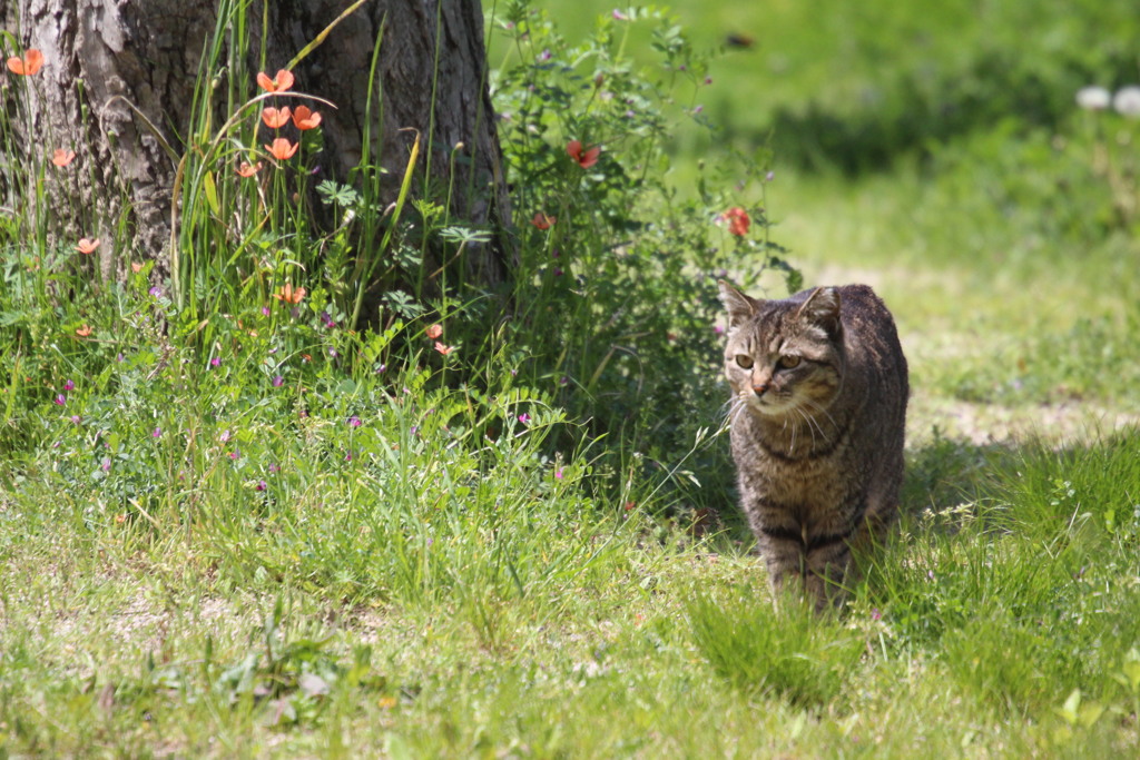 20150418 花と猫