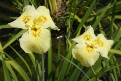 花菖蒲-長居植物園