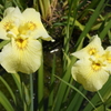 花菖蒲-長居植物園