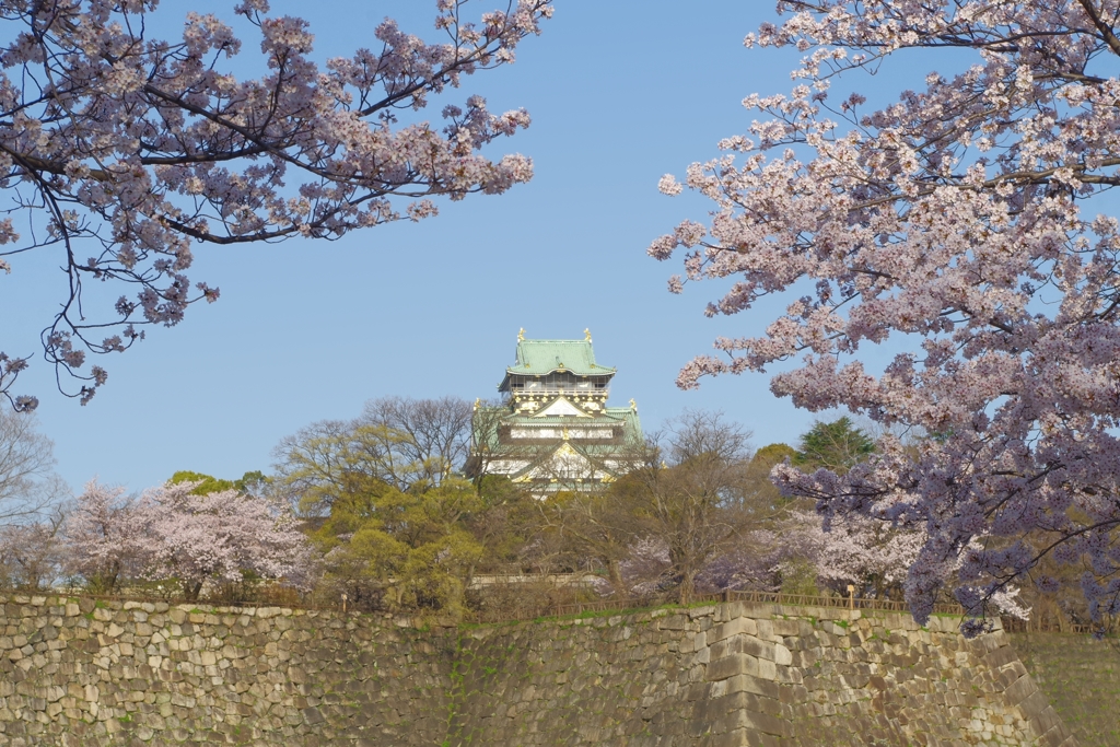 天守閣と桜③