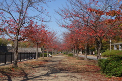 東外堀桜並木紅葉