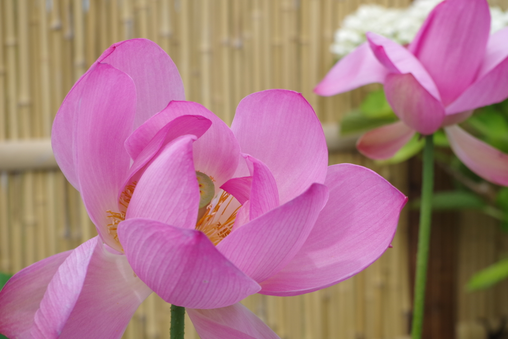 鉢植えの蓮の花