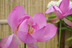 鉢植えの蓮の花