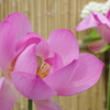 鉢植えの蓮の花