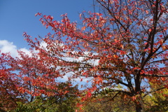桜葉紅葉-大阪城公園⓶