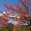 桜葉紅葉-大阪城公園⓶