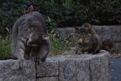 長居公園の野良猫達⑤