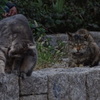 長居公園の野良猫達⑤