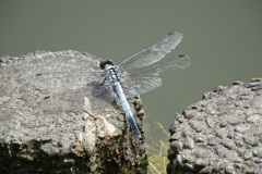 ひと夏の攻防 1