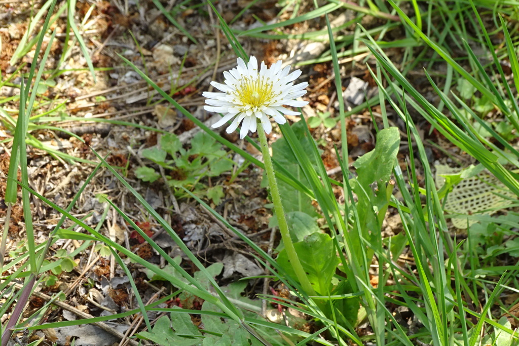 白い花 白花蒲公英