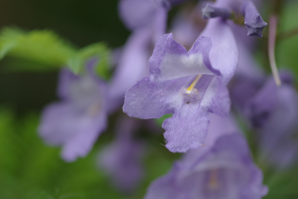ジャカランダ-長居植物園