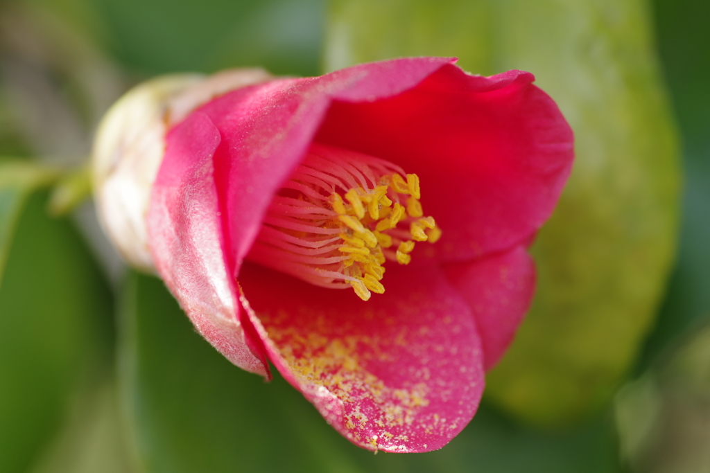開花