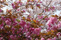 八重桜と葉桜