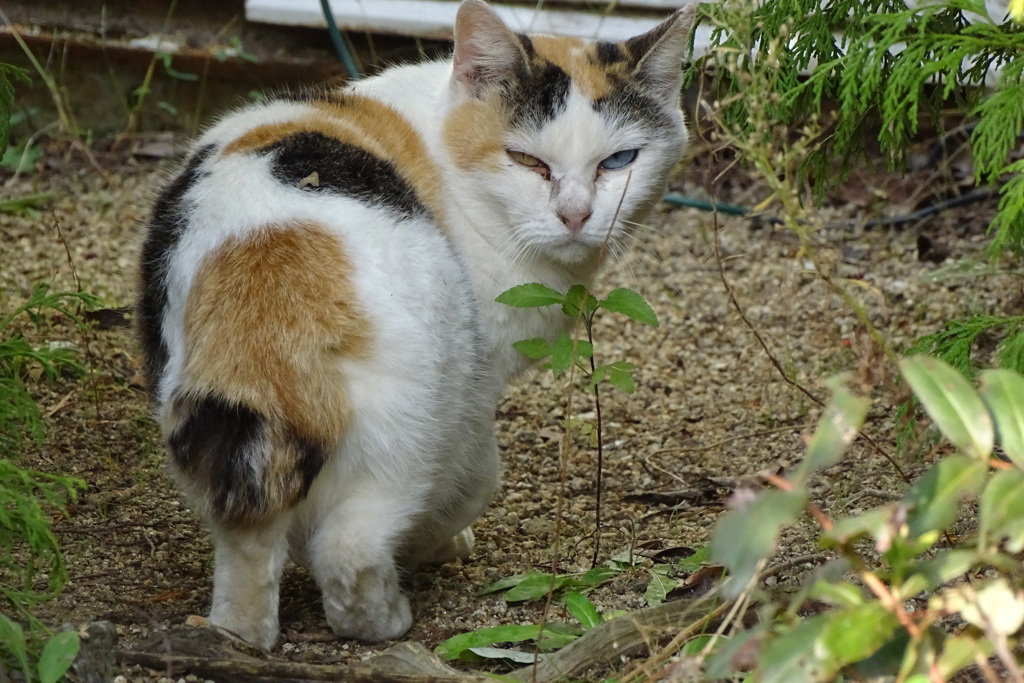 三毛猫でオッドアイ